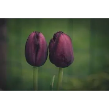 Dark Wine Tulip Flower